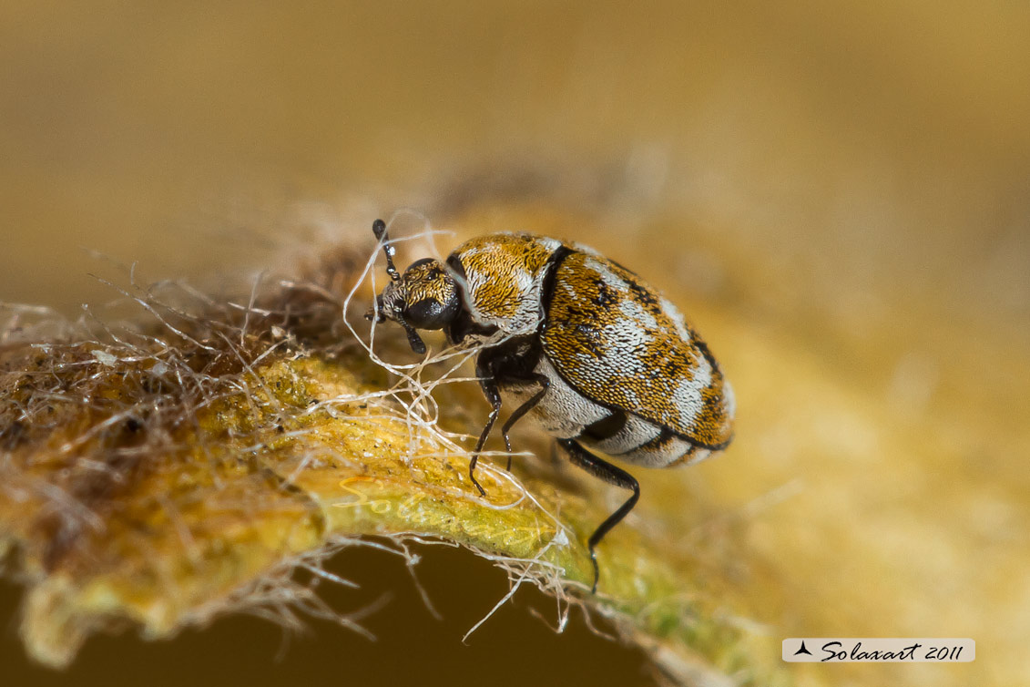 Anthrenus verbasci - Coleottero dei tappeti - Varied carpet beetle