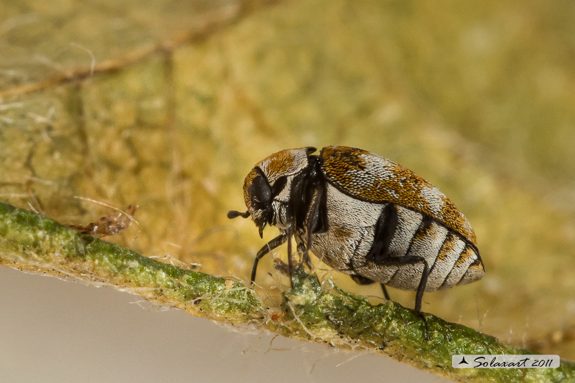 Anthrenus verbasci - Coleottero dei tappeti - Varied carpet beetle