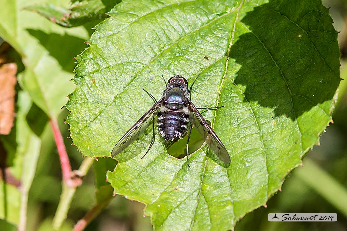 Antrax varius - bee fly