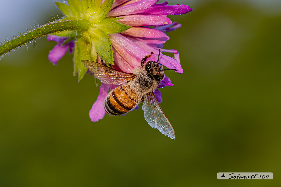 ape mellifera