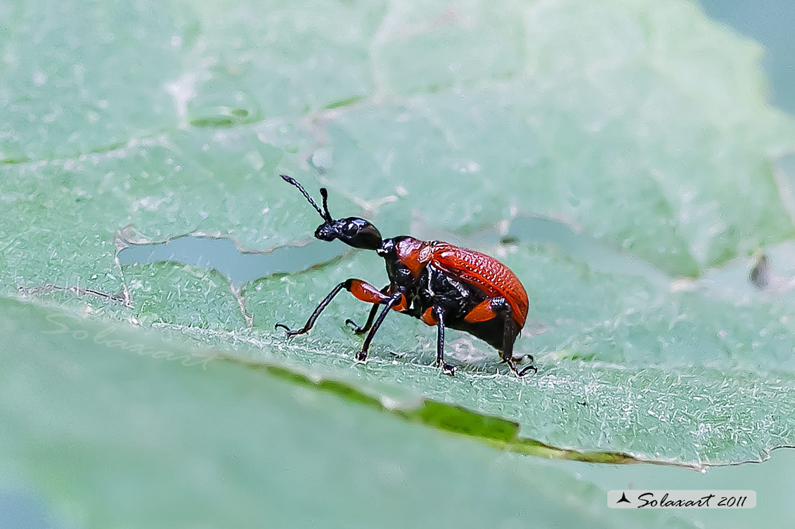 Apoderus coryli