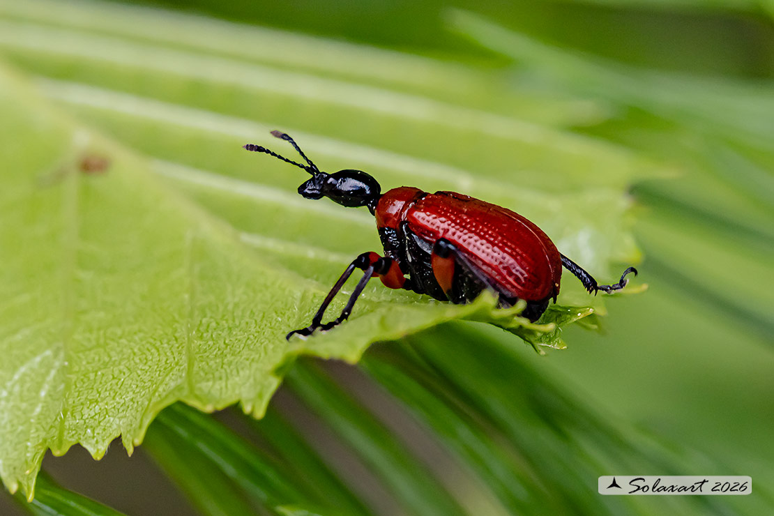 Apoderus coryli