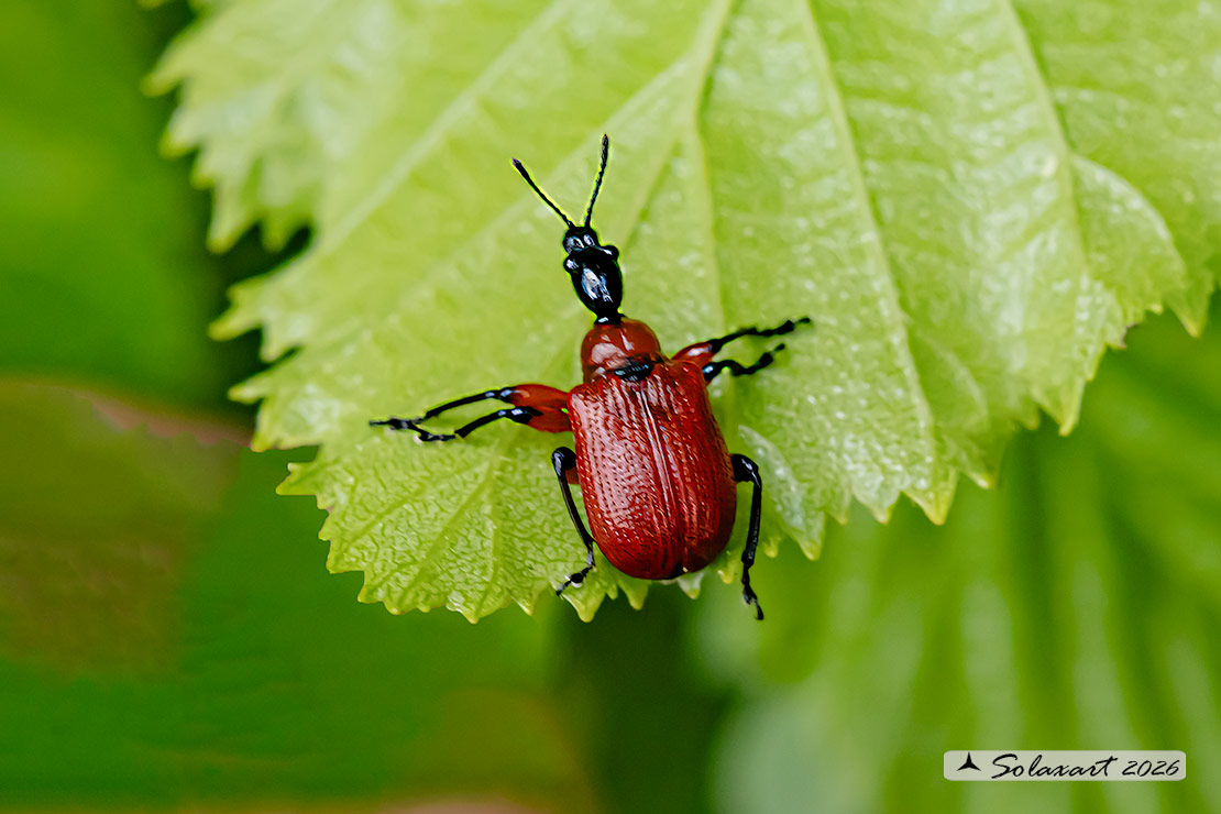 Apoderus coryli