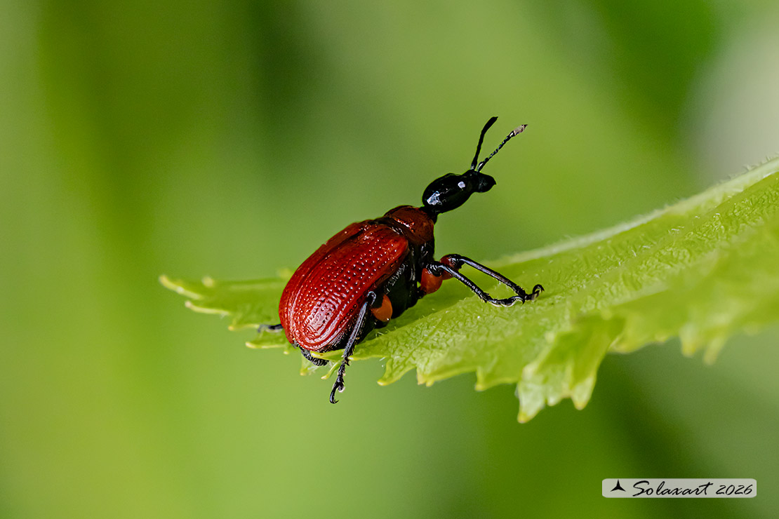 Apoderus coryli