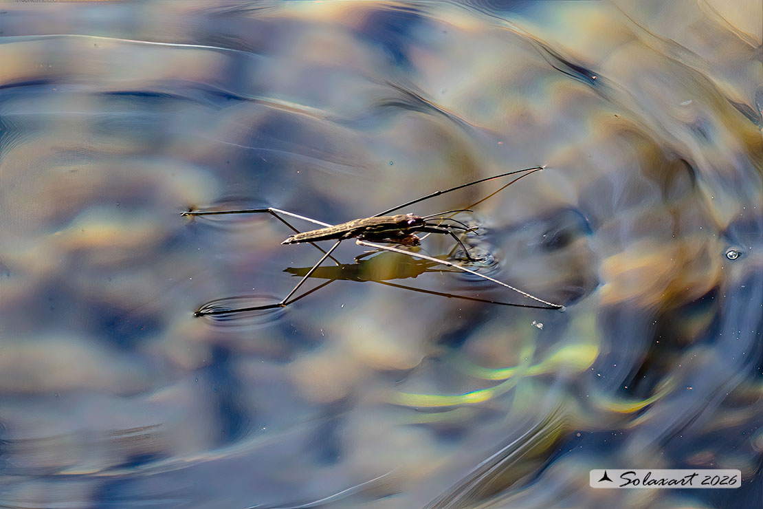 Aquarius najas - Gerride - Water striders