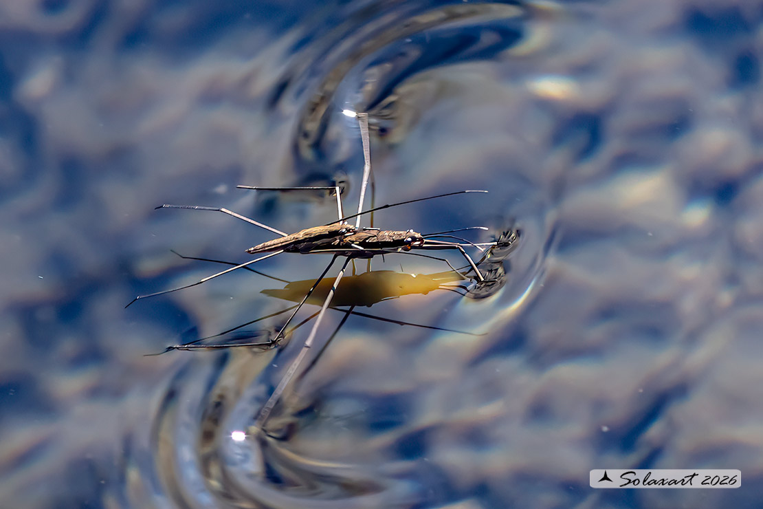 Aquarius najas - Gerride - Water striders