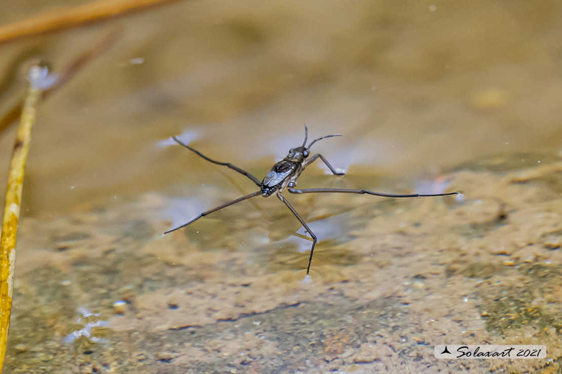 Aquarius paludum - Gerride - Water striders