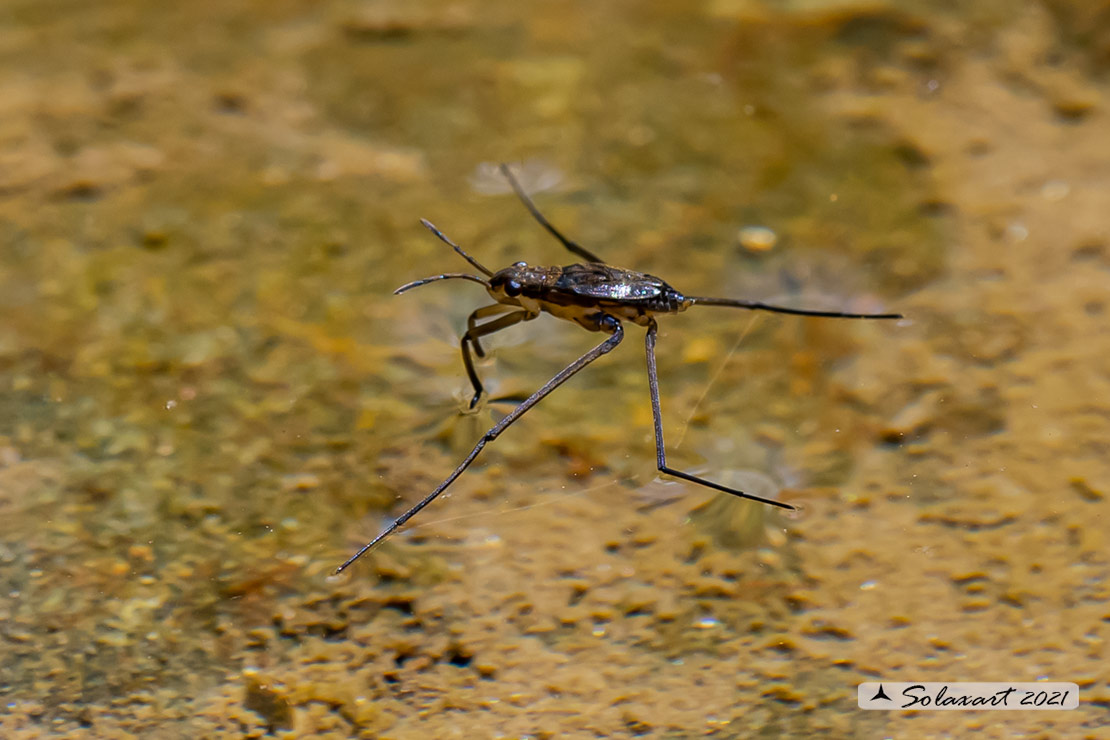 Aquarius paludum - Gerride - Water striders