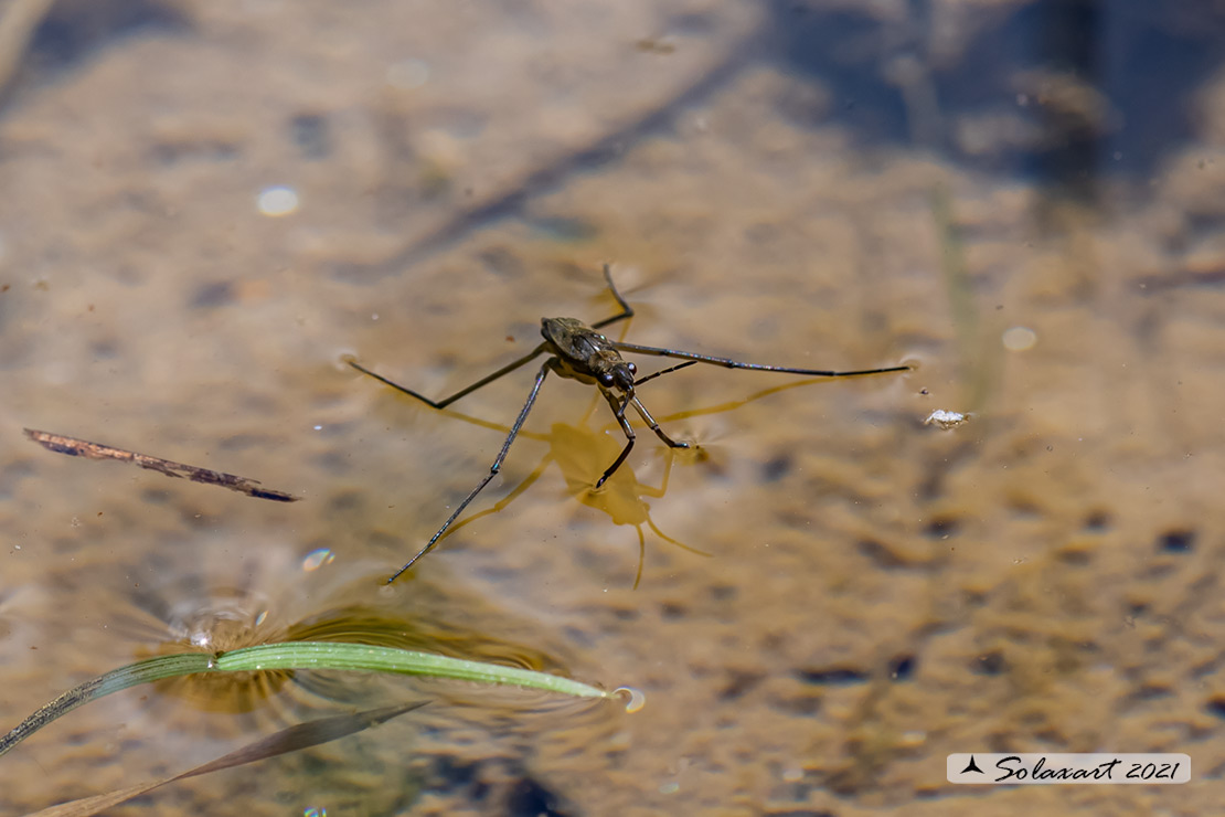 Aquarius paludum - Gerride - Water striders