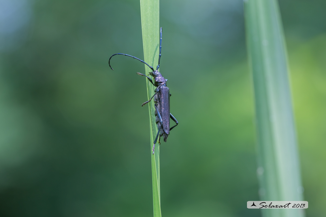 Aromia moschata - Moscardina - Musk beetle