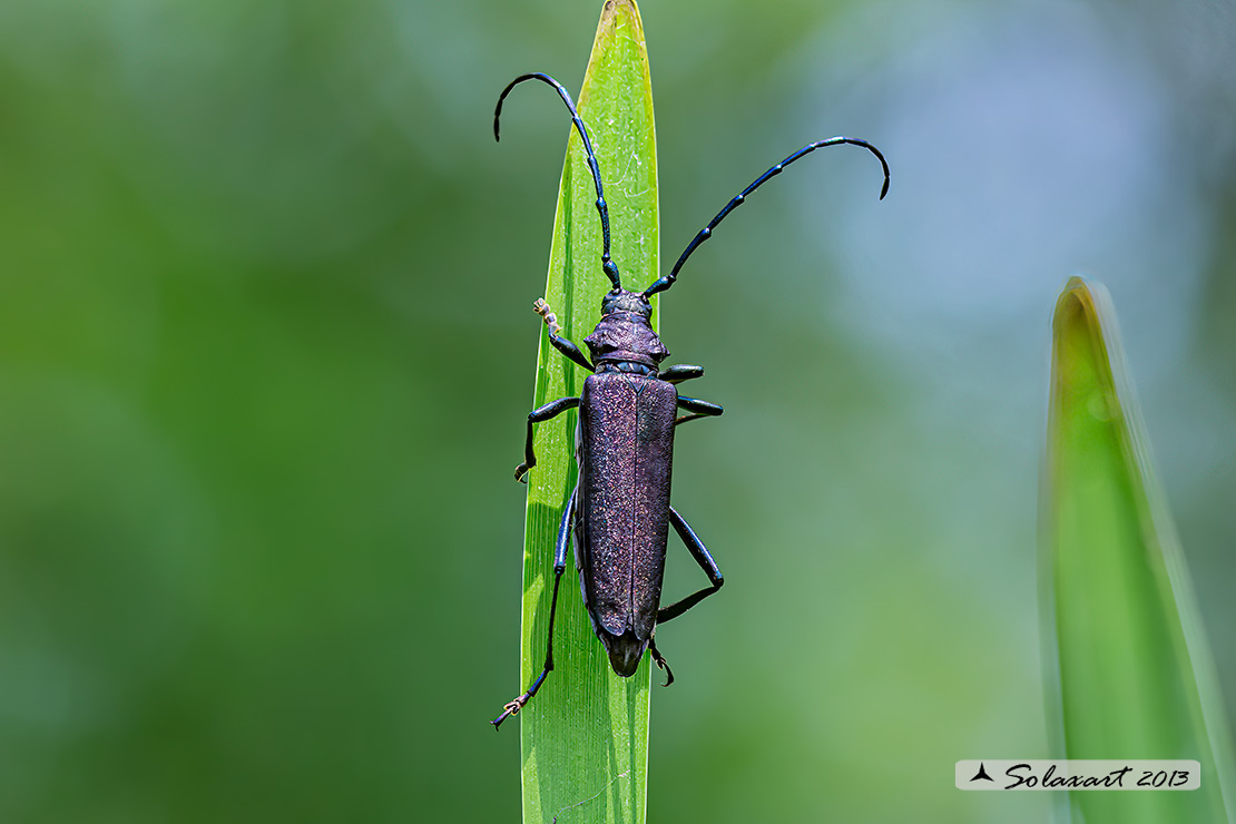 Aromia moschata - Moscardina - Musk beetle