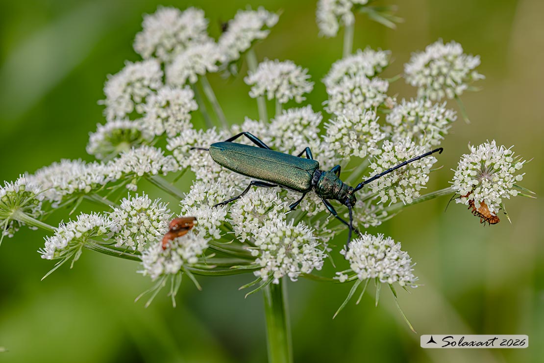Aromia moschata - Moscardina - Musk beetle