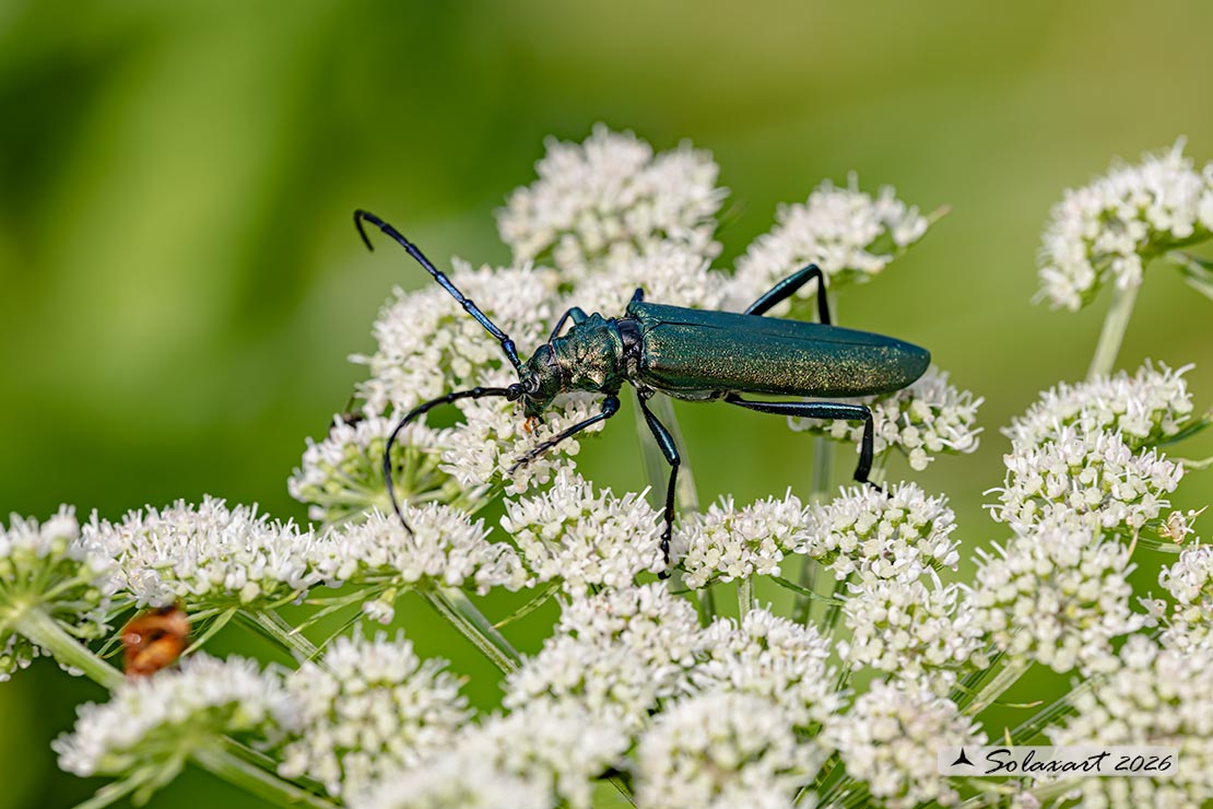 Aromia moschata - Moscardina - Musk beetle