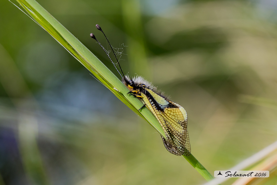 Libelloides coccajus - Ascalafo Bianco (maschio) - Owly Sulphur (male)