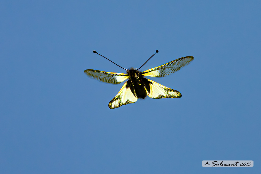 Libelloides coccajus - Ascalafo Bianco (femmina) - Owly Sulphur (female)