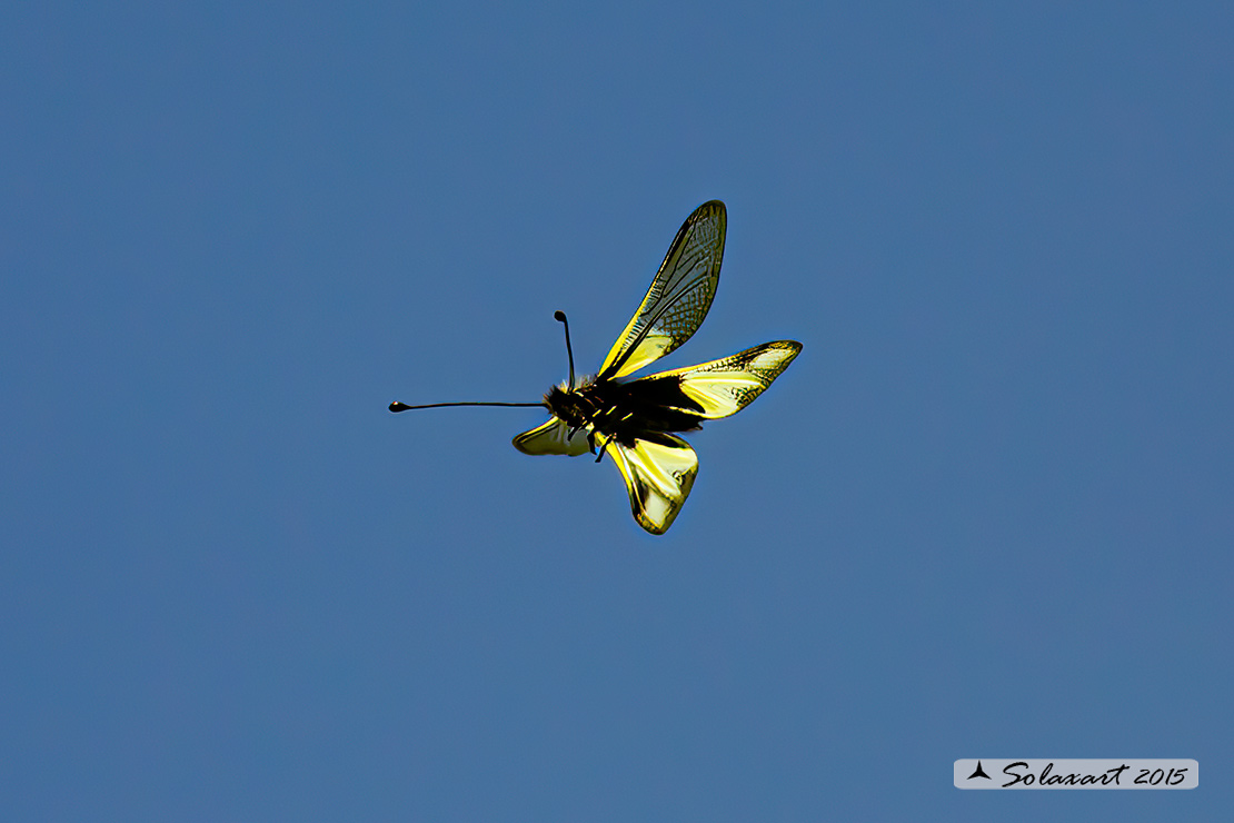 Libelloides coccajus - Ascalafo Bianco (femmina) - Owly Sulphur (female)