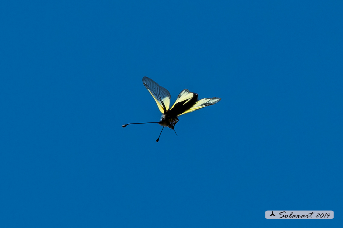 Libelloides coccajus - Ascalafo Bianco (femmina) - Owly Sulphur (female)