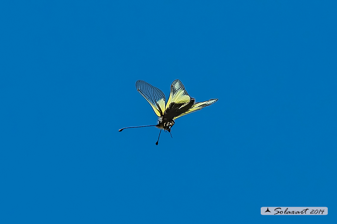 Libelloides coccajus - Ascalafo Bianco (femmina) - Owly Sulphur (female)