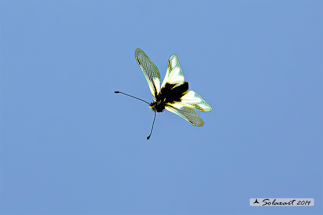 Libelloides coccajus - Ascalafo Bianco (femmina) - Owly Sulphur (female)