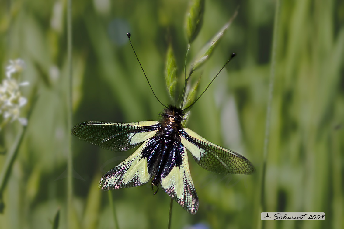 Libelloides coccajus - Ascalafo Bianco (maschio) - Owly Sulphur (male)