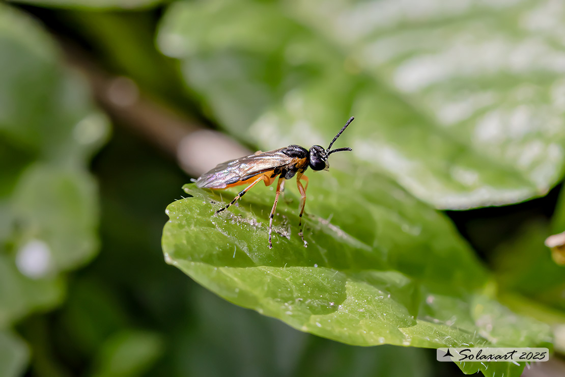 Athalia bicolor