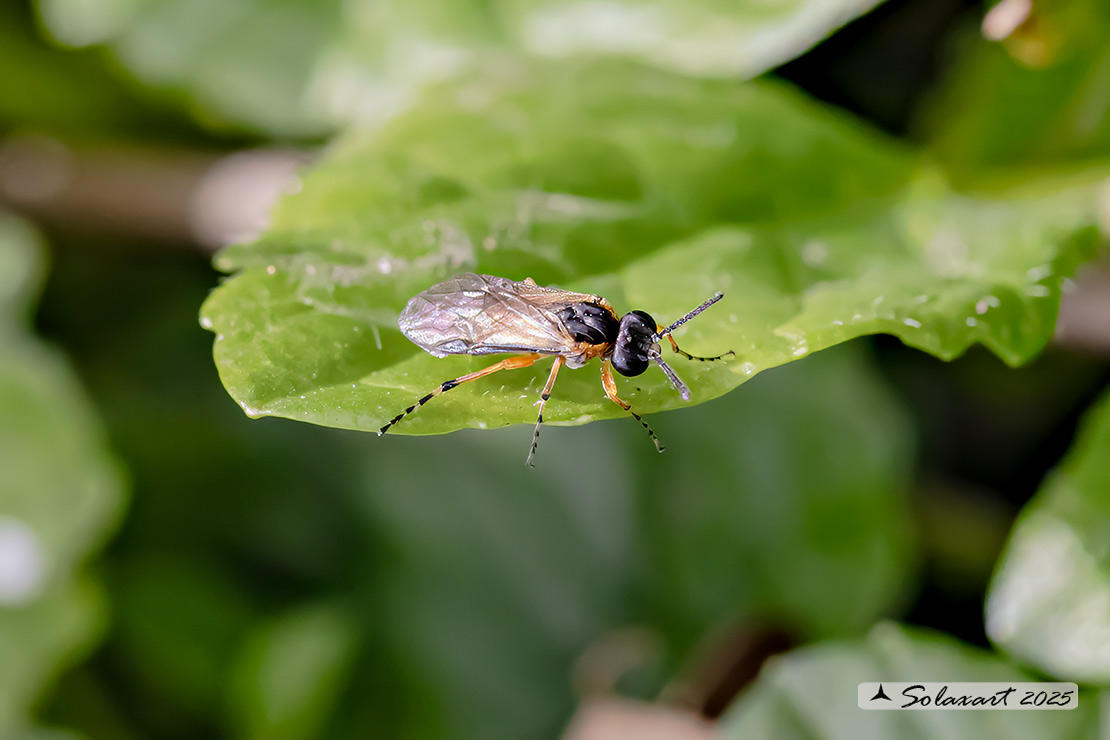 Athalia bicolor