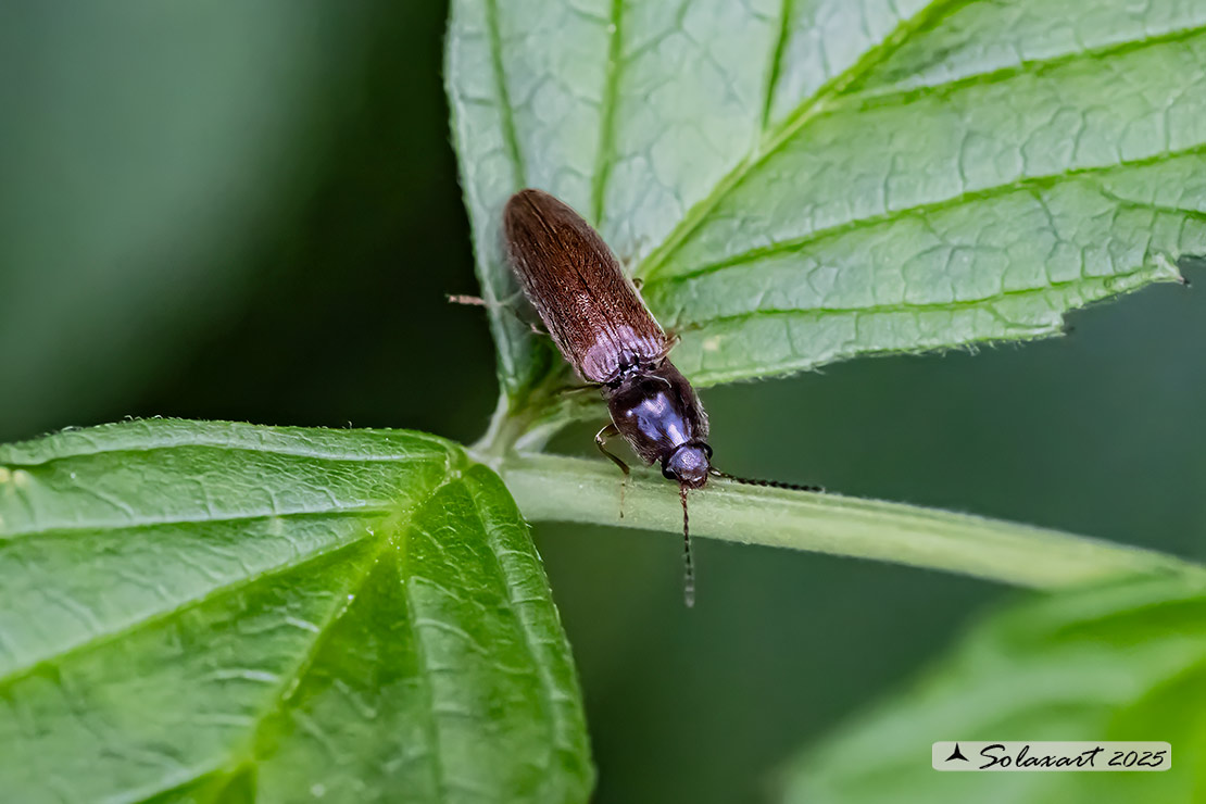 Athous haemorrhoidalis