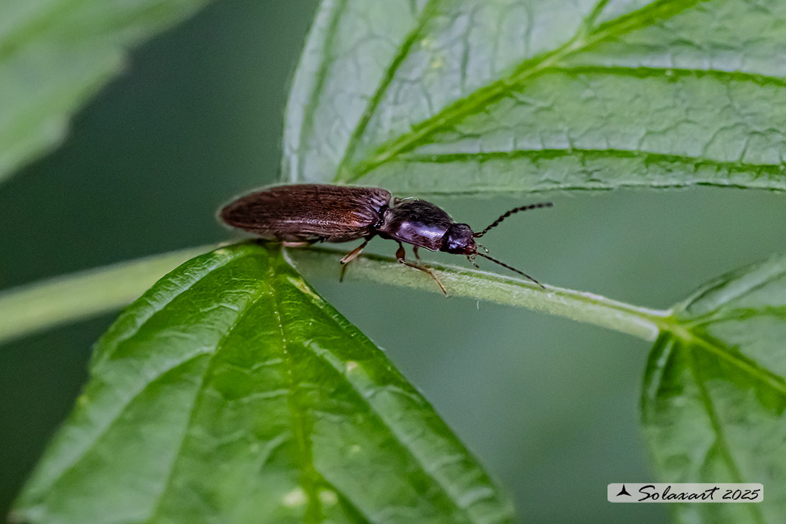 Athous haemorrhoidalis