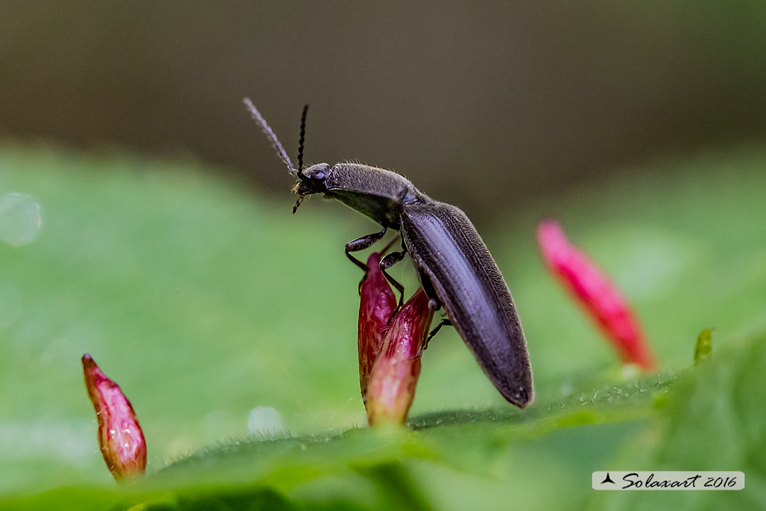 Athous vittatus