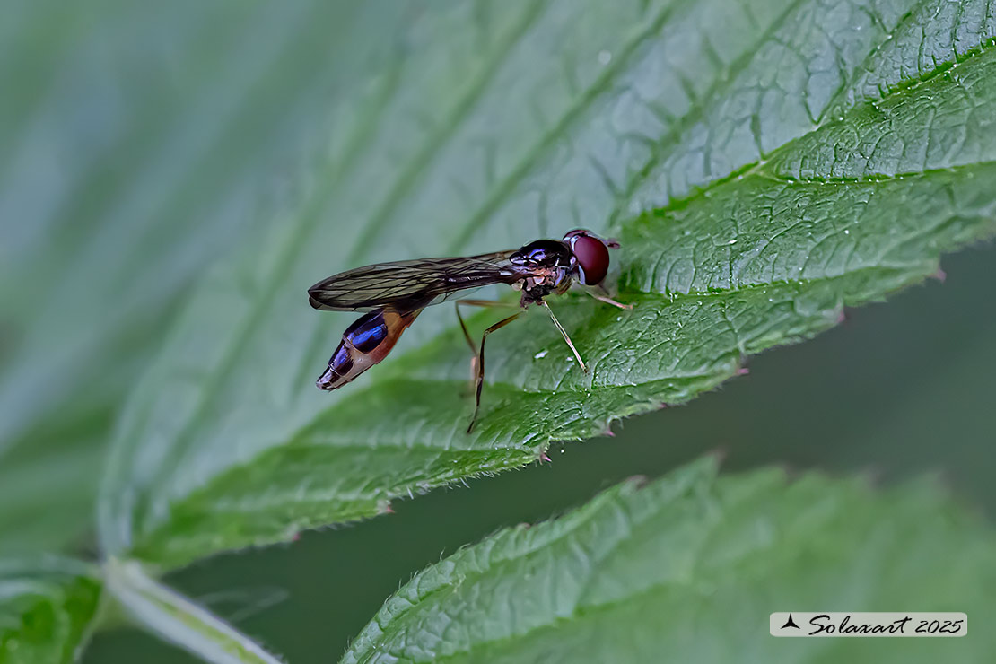 Famiglia: Syrphidae Genere: Baccha elongata