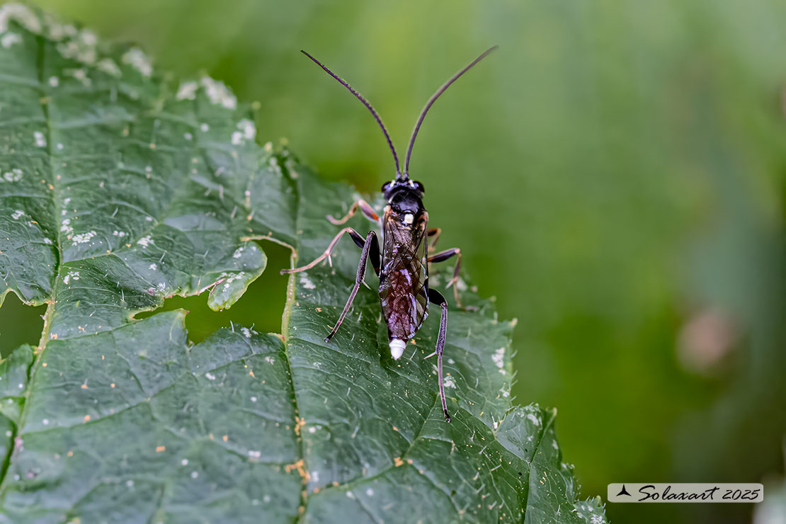 Baranisobas ridibundus
