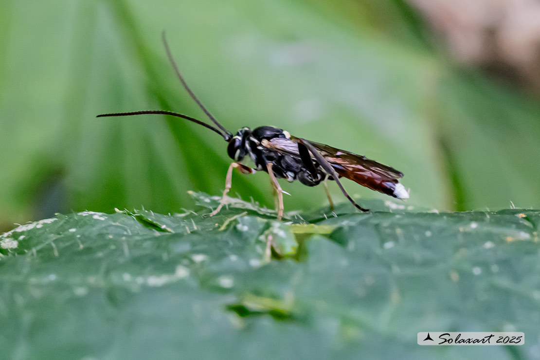 Baranisobas ridibundus