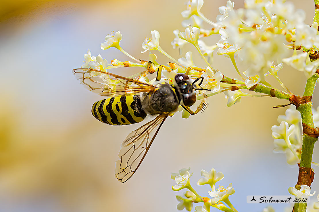 Bembix oculata  (femmina); Sand wasps (female)