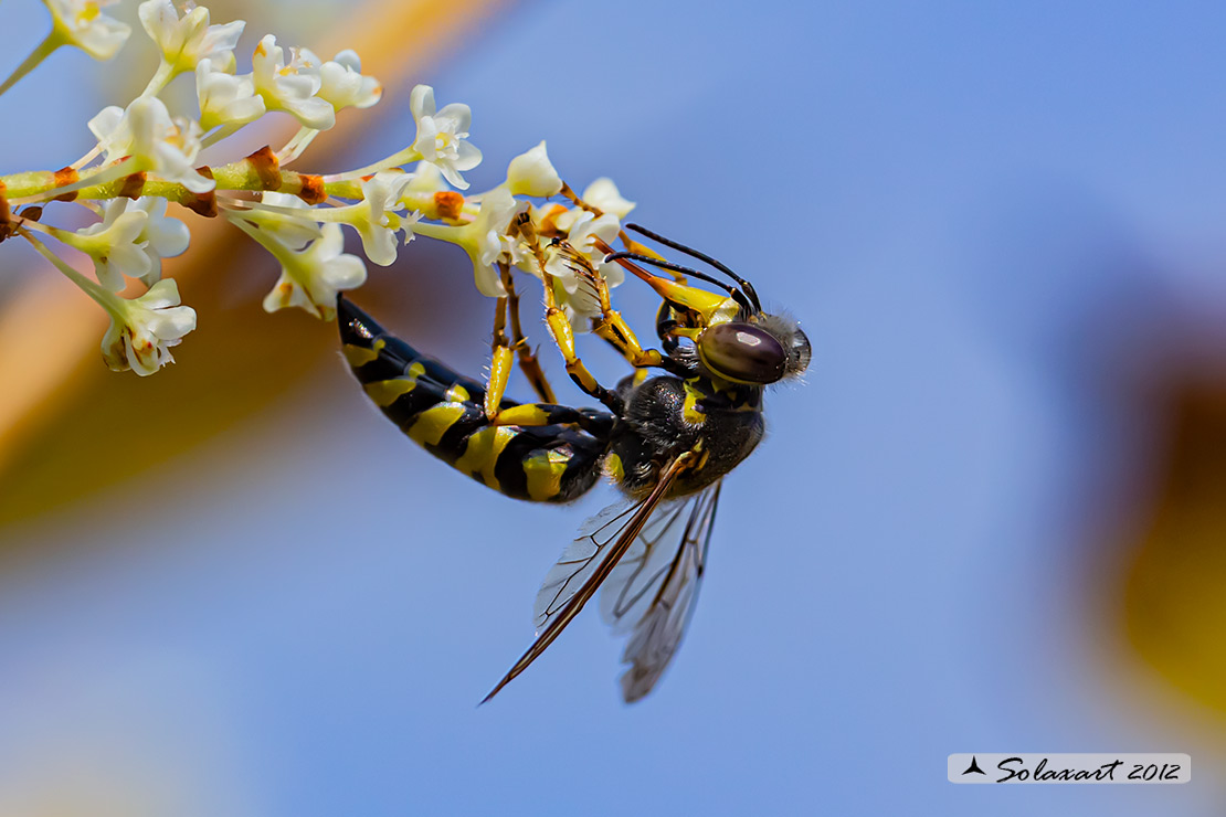 Bembix oculata  (femmina); Sand wasps (female)