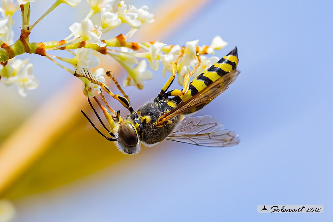 Bembix oculata  (femmina); Sand wasps (female)
