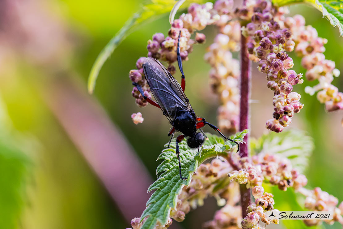 Bibio pomonae