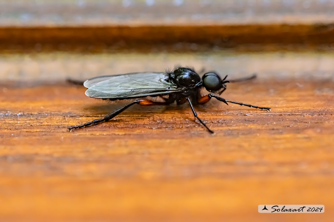 Bibio pomonae