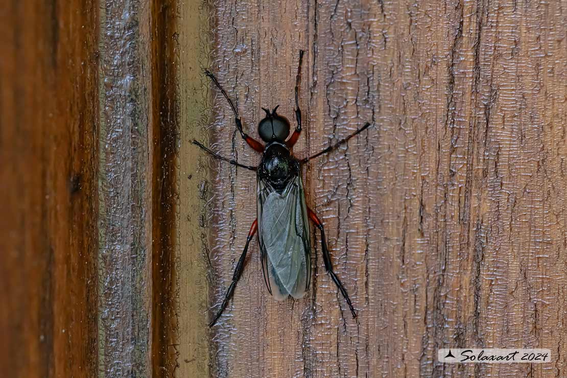 Bibio pomonae