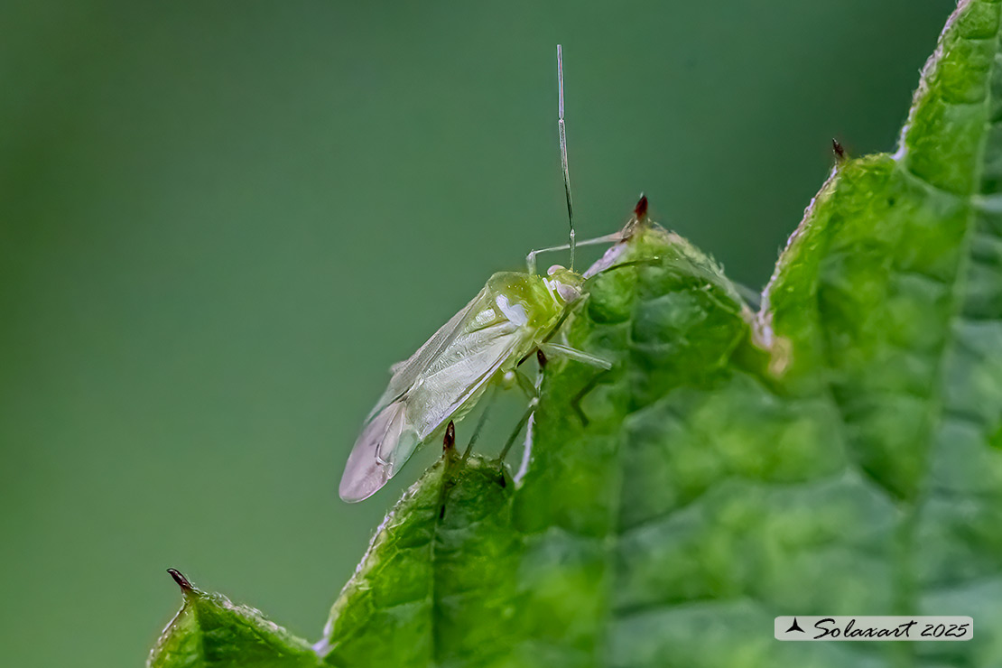 Blepharidopterus diaphanus