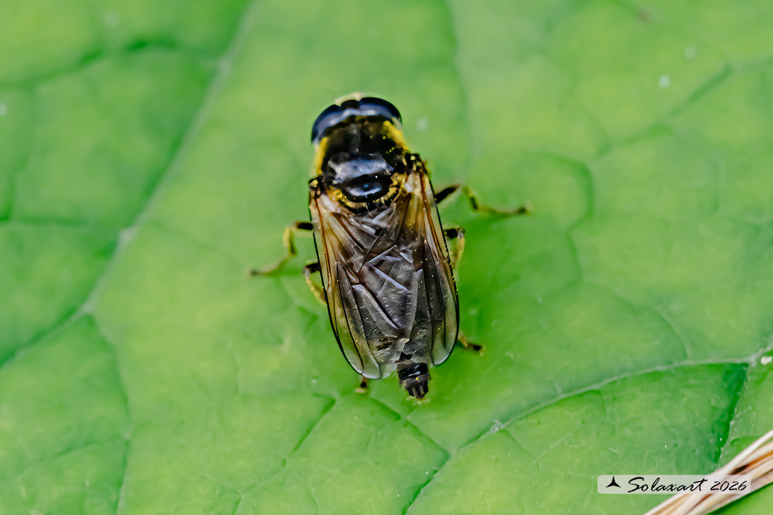Famiglia: Syrphidae Genere: Blera badia