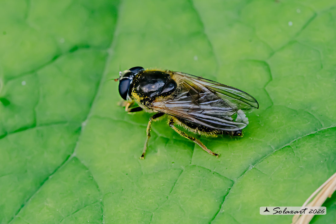 Famiglia: Syrphidae Genere: Blera badia
