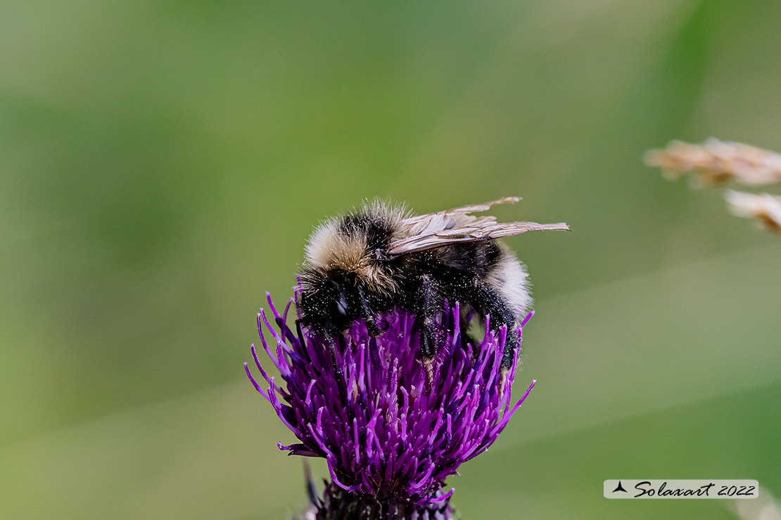 Bombus (Psithyrus)