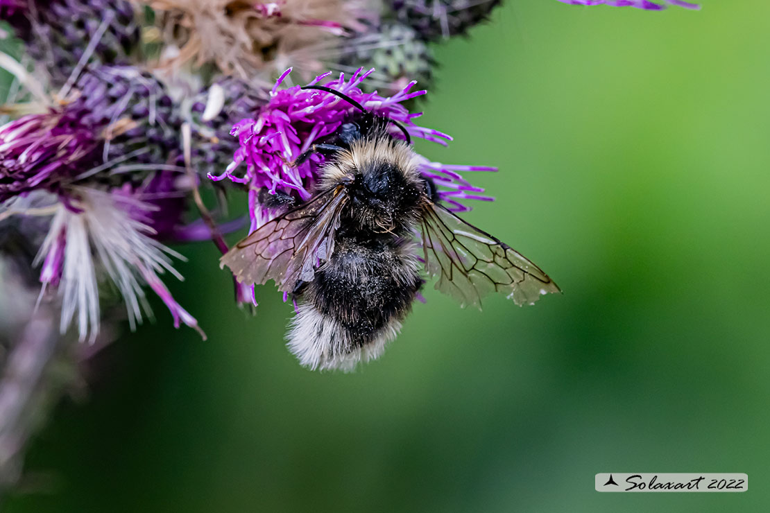 Bombus (Psithyrus)