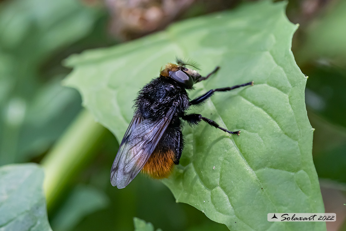 Bombus alpinus