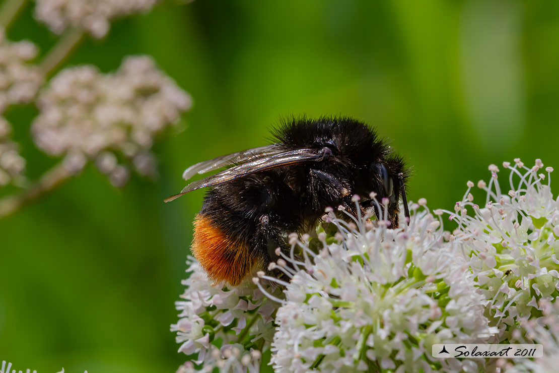 Bombus alpinus