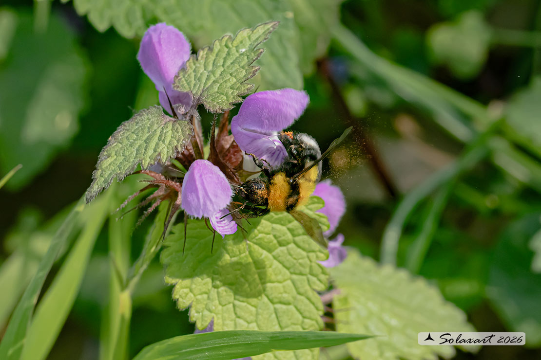 Bombus argillaceus (Megabombus)