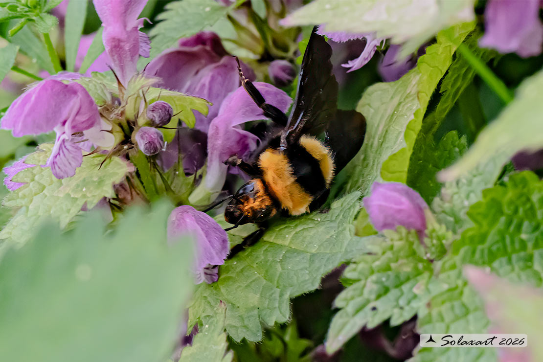 Bombus argillaceus (Megabombus)