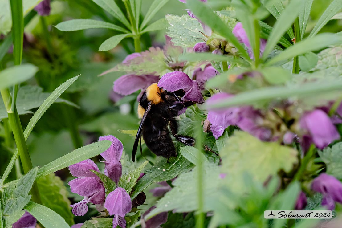 Bombus argillaceus (Megabombus)