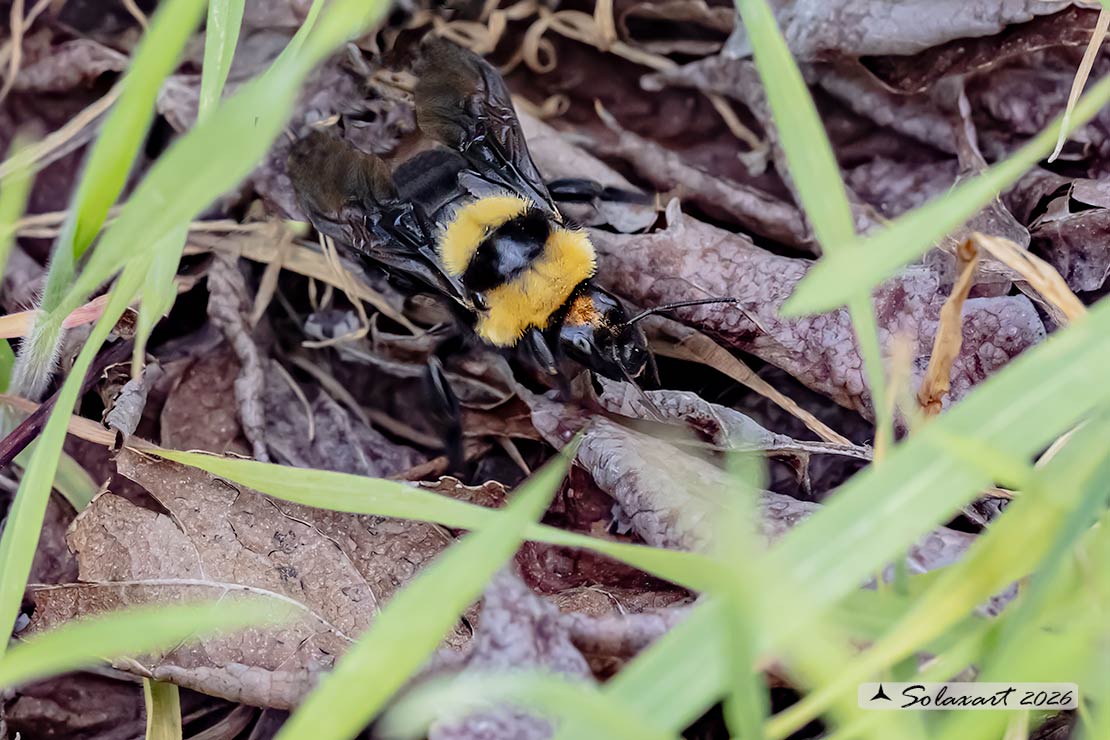 Bombus argillaceus (Megabombus)