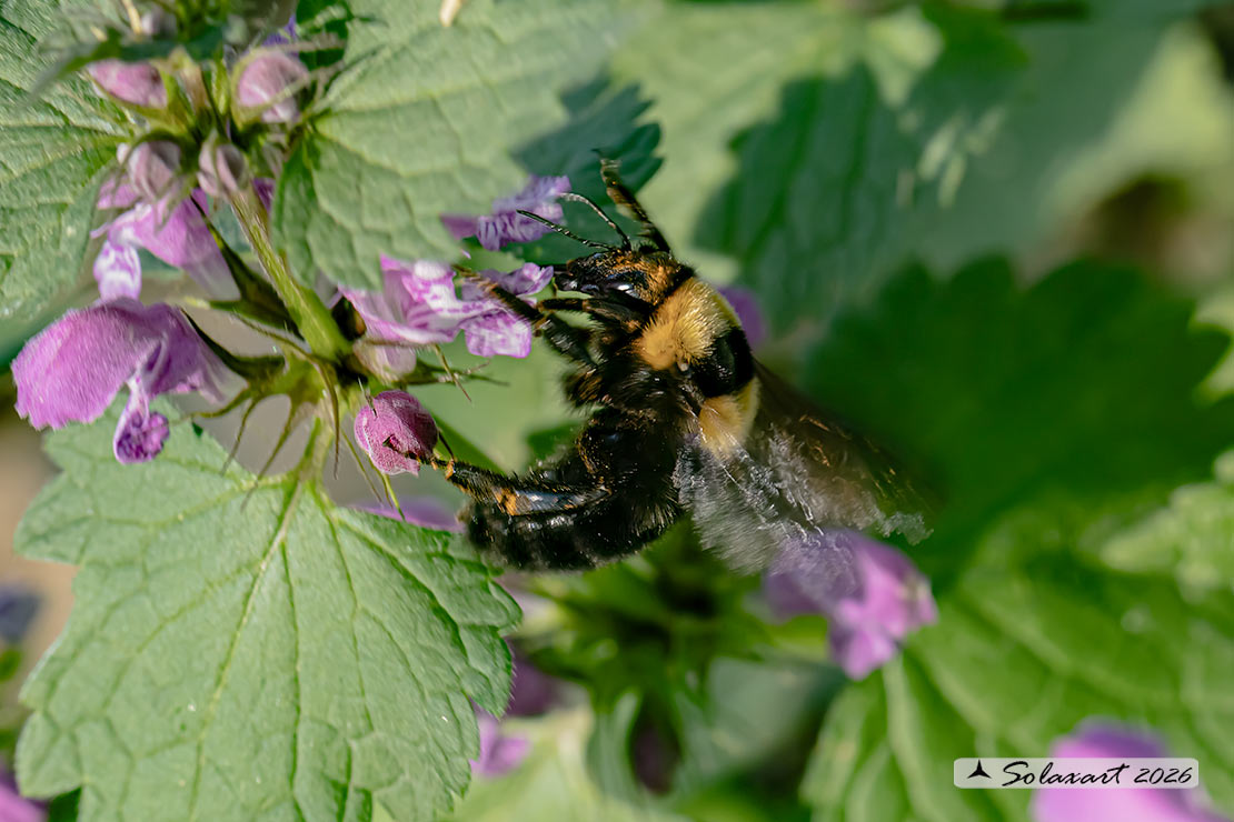 Bombus argillaceus (Megabombus)